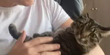 Lo sfogo per il “regalo” inatteso: ecco quello che ogni proprietario vorrebbe dire al proprio gatto