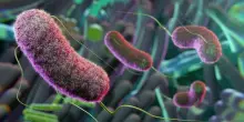 Aterosclerosi, il microbiota dirà chi è più a rischio di infarto e ictus