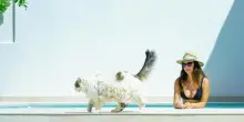 Viaggiare con il gatto, ecco come scegliere una meta cat-friendly