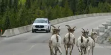 Stiamo cambiando gli equilibri della natura