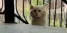 Per un anno ha vagato di giardino in giardino. Ma quello che cercava il gatto Jasper non era cibo