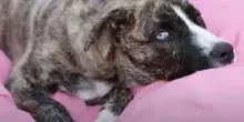 Mila, il cane a sei zampe sopravvissuto contro ogni probabilità al suo gemello mai nato