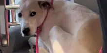 Abbandonato da cucciolo due volte, il cane Peanut ha smesso di sperare negli esseri umani