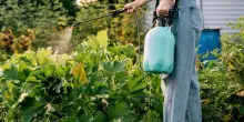 West Nile, adesso siamo in grado di prevedere i nuovi focolai