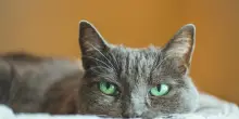 Rientro dalle vacanze, come aiutare il tuo gatto a non vivere un doppio stress