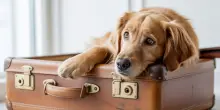 Vacanze, quando il cane soffre di stress per il rientro: sintomi e cure