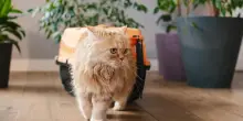 In vacanza col gatto, come aiutarlo a sentirsi a suo agio anche lontano da casa