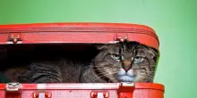 Kit da viaggio per il gatto: cosa non deve mancare in valigia