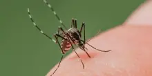 La zanzara è l’animale più pericoloso al mondo, ecco perché