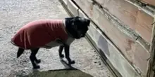 Abbandonato dopo l’arrivo del nuovo cucciolo, il cane Onix continua a vivere dietro il cancello di casa