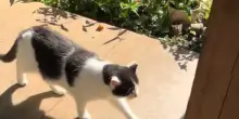 Ogni giorno, da 11 anni, il gatto Ruben si presenta davanti alla stessa casa: il perché è commovente