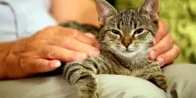 Un gatto dell’Oregon è morto di peste bubbonica e ha contagiato anche il suo proprietario