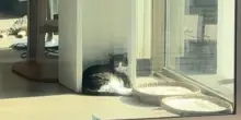 “Come si chiamano i tuoi gatti?”: l’incredibile amicizia nata tra due finestre di un grattacielo