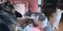 Il cane Edith va dal veterinario, quello che fanno i gatti quando lo rivedono lascia senza parole