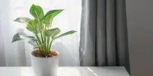 Dall’aloe al photos, le piante che assorbono l’umidità