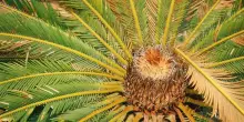 Cycas, come coltivare la pianta che viene dalla preistoria
