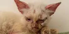 L’incredibile rinascita di Gordo, il gatto tornato dove tutto è iniziato, questa volta per restare