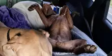 Era in ansia per il primo viaggio verso casa del cane adottato, poi ha visto come stava sul sedile