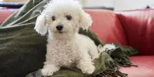 Lo sguardo rassegnato del cane Lilly incontra il mutismo selettivo della piccola Alice
