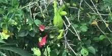 I fiori del suo giardino continuano a sparire, quando coglie il colpevole in flagrante non crede ai suoi occhi