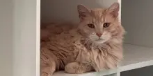 Mr. Postman, un gatto abbandonato con una consegna speciale che va dritta al cuore