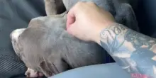 Era destinato all’eutanasia. Poi qualcuno ha visto nel cane Courage qualcosa per cui lottare
