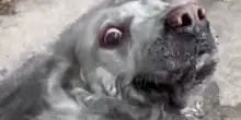 Rischia la vita per salvare un cane che non conosceva intrappolato in una casa in fiamme