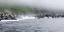 Kamchatka, i leoni marini si tuffano in mare mentre la scogliera crolla per il sisma