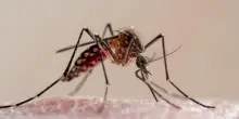 West Nile, non è solo colpa delle zanzare: ecco chi trasmette il virus