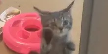 Il gatto Meredith le tenta tutte per farsi adottare, e ha un piano per non passare inosservato