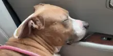 La realtà del cane Radiance dopo 398 notti in rifugio: si addormenta in auto per la prima volta nella quiete