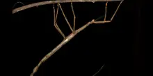 Scoperta in Australia una nuova specie di insetto gigante, il più pesante mai registrato nel Paese