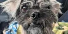 Etichettato come il cane più brutto del mondo, Joiner ha personalità da vendere e cerca qualcuno come lui