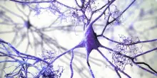 Alzheimer, l’idea: combattiamolo ripristinando il dialogo interrotto tra i neuroni