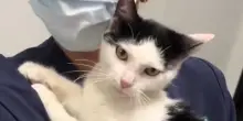 Quando un gatto ferito e arrabbiato ti sceglie: la lezione che ha cambiato la vita di una veterinaria