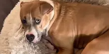 Eve, la mamma coraggio rimasta sola: “Nessuno vuole nemmeno accarezzarla perché è un cane Pit Bull”