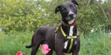 Organizzano una festa per il cane da adottare Flash ma non si presenta nessuno, poi qualcosa accade