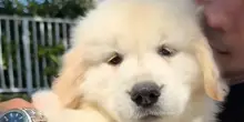 Primo giorno di asilo per il cane Bauer, la sua reazione all’uscita è la guardare a rallentatore