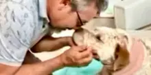 Ha affrontato un uomo armato per salvare la sua famiglia: il cane Pancho e la sua lotta per la vita