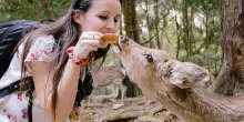 Troppo amore può uccidere: perché nutrire gli animali selvatici è un pericolo per tutti