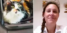 Vacanze con (o senza) il gatto, qual è la scelta giusta senza stress? Le risposte della veterinaria
