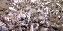 Distese di vermi e molluschi: la sorpresa della vita estrema negli abissi