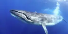 Un silenzio inaspettato e preoccupante: i suoni scomparsi delle balenottere azzurre