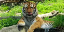 “Non vuoi più il tuo animale domestico? Lo daremo in pasto alle tigri”: la campagna di uno zoo danese