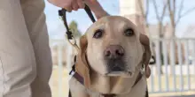 “Niente cani sul mio taxi”, così un autista lascia a piedi una non vedente a Pescara
