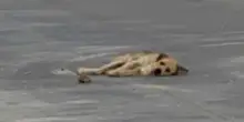 Si sdraia sull’asfalto, pronto a lasciarsi andare. Ma per il cane Sawyer qualcosa sta per cambiare
