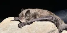 Fa sempre più caldo, i pipistrelli salgono di quota