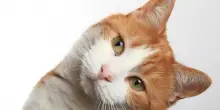 Sei pronto a viaggiare con il tuo gatto? Un quiz per scoprirlo