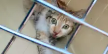 Tiny stava morendo sotto il sole, incastrato tra i carrelli: ma la vita di questo gatto ora è magica