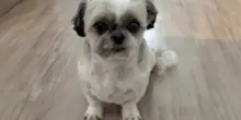 Pensava di aver salvato il cane Otto, ma lui aveva un terribile segreto svelato da una lettera